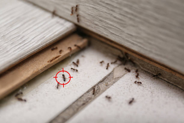 Best Flea Control Services  in Village Of Four Seasons, MO