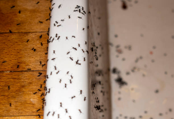 Wasp Removal Services in Village Of Four Seasons, MO