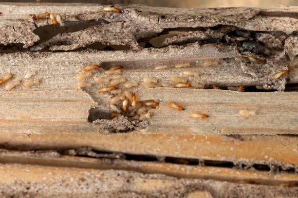 Bird Control in Village Of Four Seasons, MO